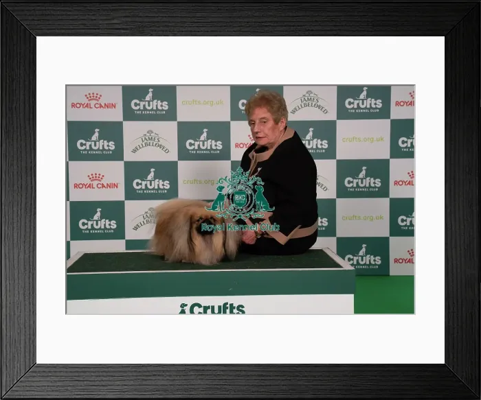 Framed Print : D-C-D-0-1-9-0 Crufts 2024 NEC Birmingham Toy