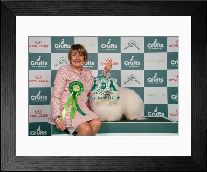 Framed Print : D-C-D-0-1-9-0 Crufts 2024 NEC Birmingham Toy Framed Print : D-C-D-0-1-9-0 Crufts 2024 NEC Birmingham Toy