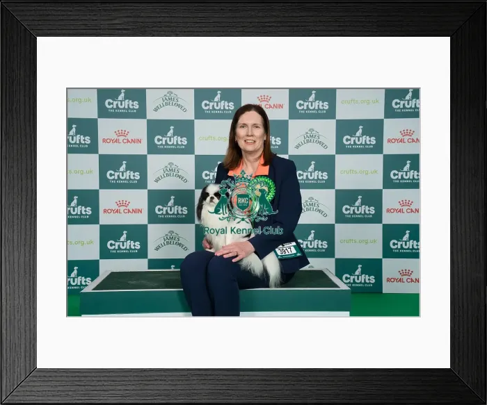 Framed Print : D-C-D-0-1-9-0 Crufts 2024 NEC Birmingham Toy Framed Print : D-C-D-0-1-9-0 Crufts 2024 NEC Birmingham Toy