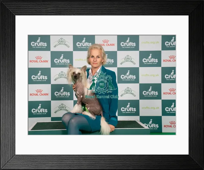 Framed Print : D-C-D-0-1-9-0 Crufts 2024 NEC Birmingham Toy