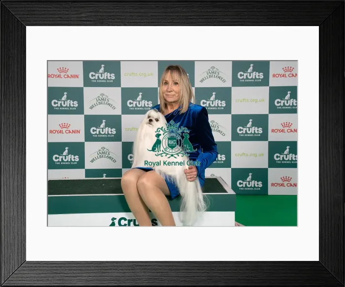 Framed Print : D-C-D-0-1-9-0 Crufts 2024 NEC Birmingham Toy Framed Print : D-C-D-0-1-9-0 Crufts 2024 NEC Birmingham Toy