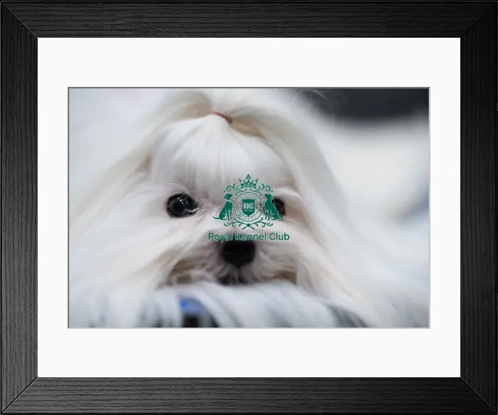 Framed Print : D-C-D-0-1-9-0 Crufts 2024 NEC Birmingham Toy Framed Print : D-C-D-0-1-9-0 Crufts 2024 NEC Birmingham Toy