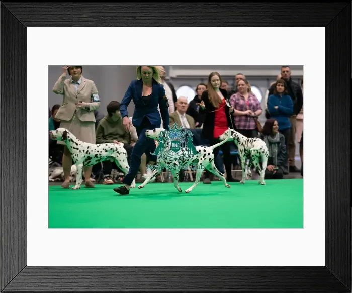 Framed Print : D-C-D-0-1-9-0 Crufts 2024 NEC Birmingham Day 1 Framed Print : D-C-D-0-1-9-0 Crufts 2024 NEC Birmingham Day 1