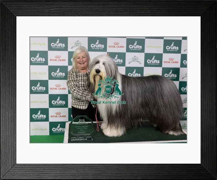 Framed Print : D-C-D-0-1-9-0 Crufts 2024 NEC Birmingham Day 1 Framed Print : D-C-D-0-1-9-0 Crufts 2024 NEC Birmingham Day 1