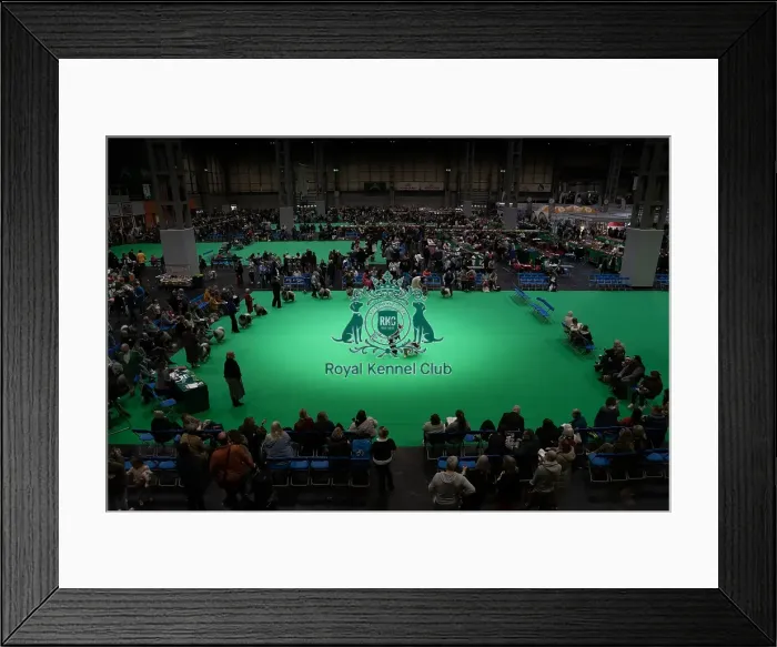 Framed Print : D-C-D-0-1-9-0 Crufts 2024 NEC Birmingham Day 1