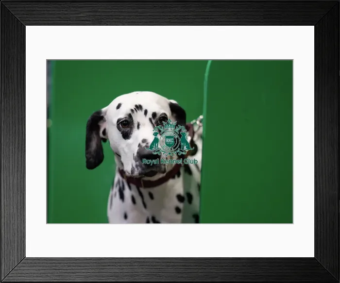 Framed Print : D-C-D-0-1-9-0 Crufts 2024 NEC Birmingham Utility Framed Print : D-C-D-0-1-9-0 Crufts 2024 NEC Birmingham Utility
