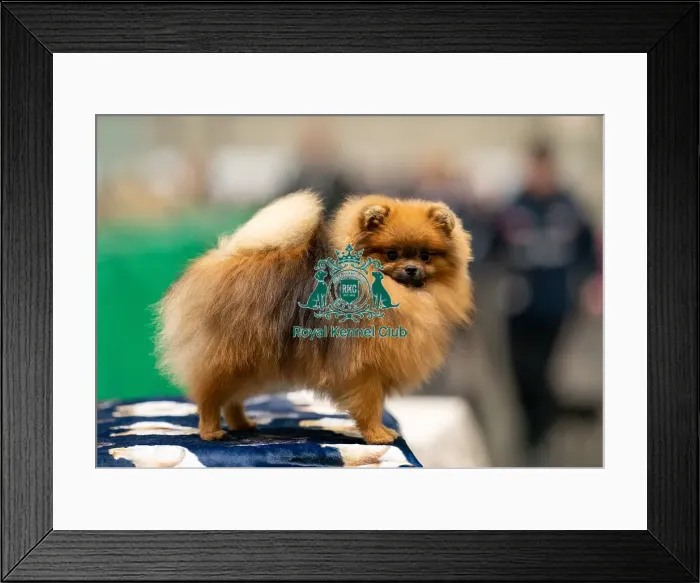 Framed Print : D-C-D-0-1-9-0 Crufts 2024 NEC Birmingham Toy