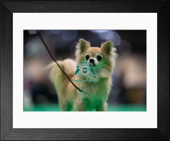 Framed Print : D-C-D-0-1-9-0 Crufts 2024 NEC Birmingham Toy Framed Print : D-C-D-0-1-9-0 Crufts 2024 NEC Birmingham Toy