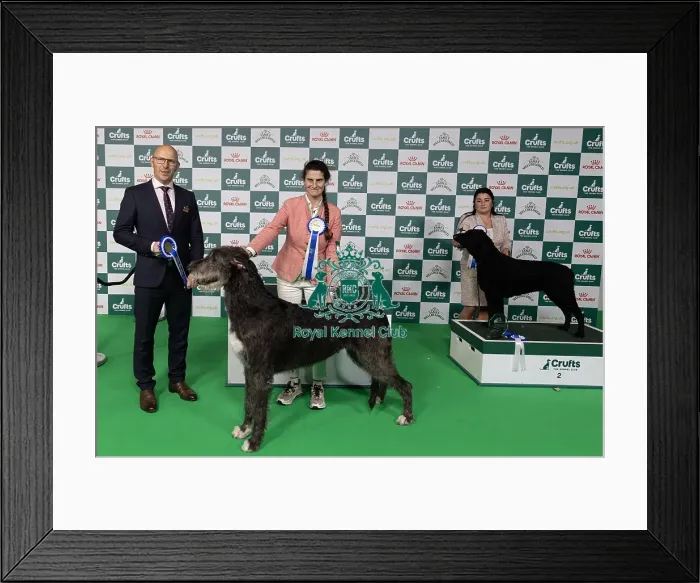 Framed Print : D-C-D-0-1-9-0 Crufts 2024 NEC Birmingham Day 1