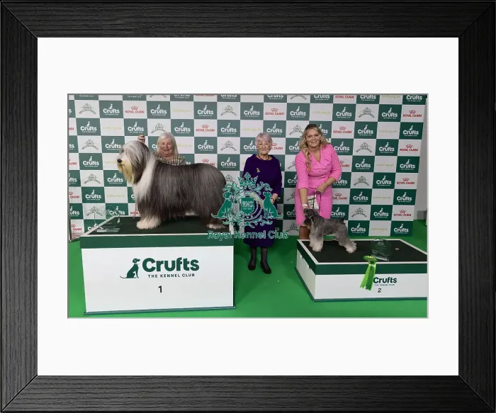 Framed Print : D-C-D-0-1-9-0 Crufts 2024 NEC Birmingham Day 1 Framed Print : D-C-D-0-1-9-0 Crufts 2024 NEC Birmingham Day 1