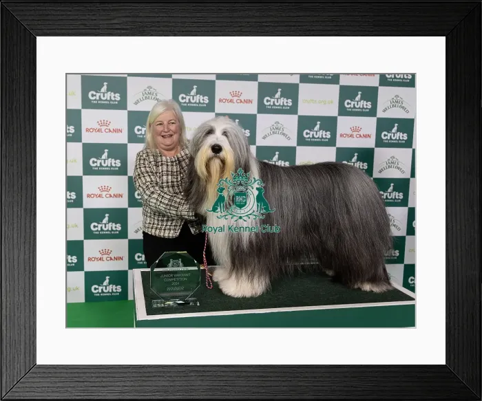 Framed Print : D-C-D-0-1-9-0 Crufts 2024 NEC Birmingham Day 1