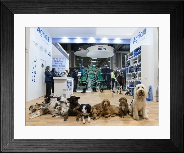 Framed Print : D-C-D-0-1-9-0 Crufts 2024 NEC Birmingham Day 1 Framed Print : D-C-D-0-1-9-0 Crufts 2024 NEC Birmingham Day 1