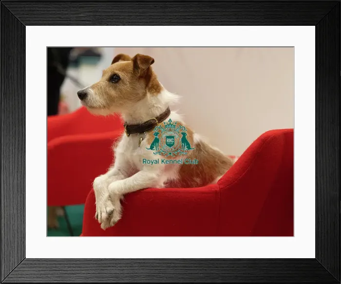 Framed Print : D-C-D-0-1-9-0 Crufts 2024 NEC Birmingham Day 1 Framed Print : D-C-D-0-1-9-0 Crufts 2024 NEC Birmingham Day 1