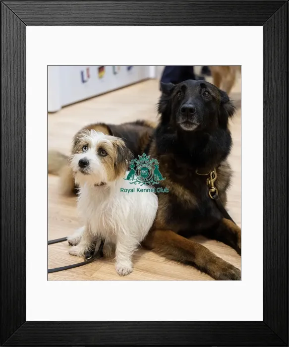 Framed Print : D-C-D-0-1-9-0 Crufts 2024 NEC Birmingham Day 1 Framed Print : D-C-D-0-1-9-0 Crufts 2024 NEC Birmingham Day 1