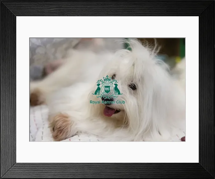 Framed Print : D-C-D-0-1-9-0 Crufts 2024 NEC Birmingham Toy