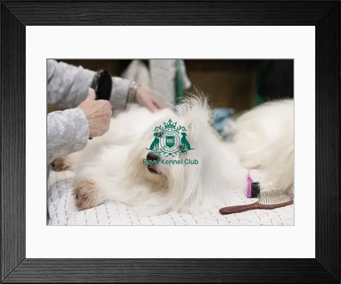 Framed Print : D-C-D-0-1-9-0 Crufts 2024 NEC Birmingham Toy Framed Print : D-C-D-0-1-9-0 Crufts 2024 NEC Birmingham Toy