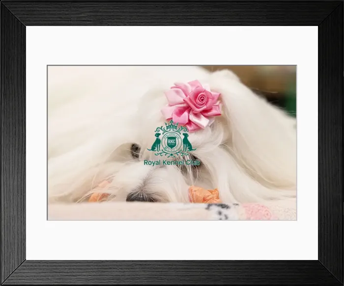 Framed Print : D-C-D-0-1-9-0 Crufts 2024 NEC Birmingham Toy Framed Print : D-C-D-0-1-9-0 Crufts 2024 NEC Birmingham Toy