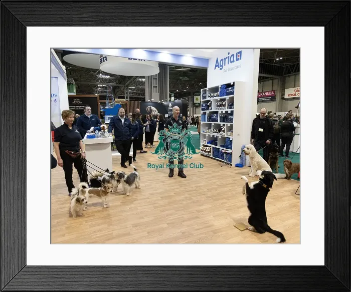 Framed Print : D-C-D-0-1-9-0 Crufts 2024 NEC Birmingham Day 1 Framed Print : D-C-D-0-1-9-0 Crufts 2024 NEC Birmingham Day 1
