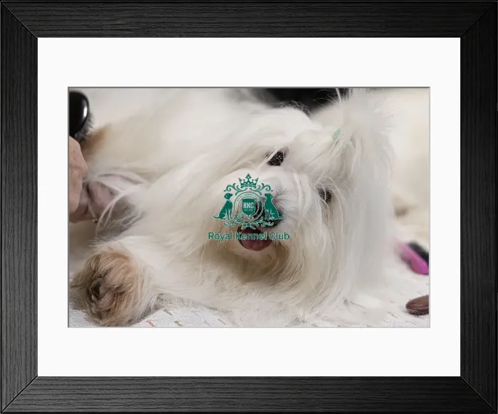 Framed Print : D-C-D-0-1-9-0 Crufts 2024 NEC Birmingham Toy