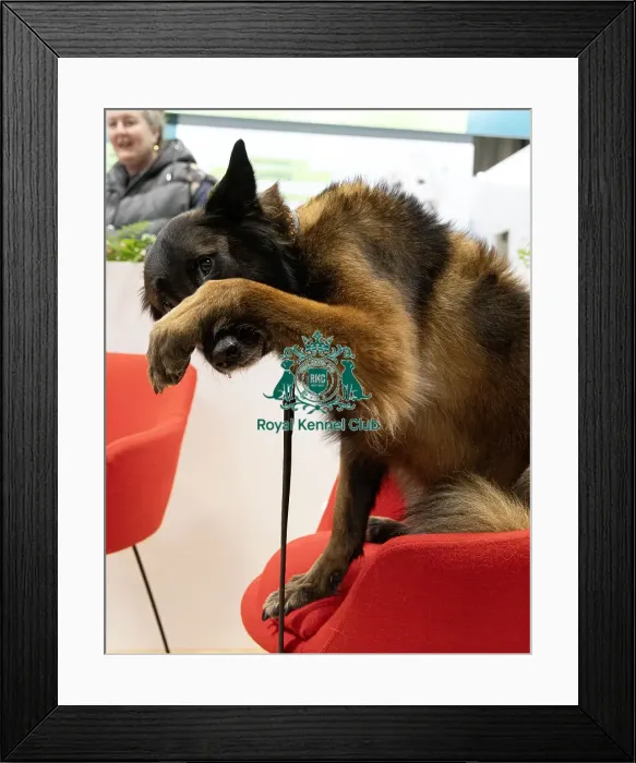 Framed Print : D-C-D-0-1-9-0 Crufts 2024 NEC Birmingham Day 1