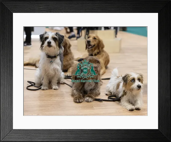 Framed Print : D-C-D-0-1-9-0 Crufts 2024 NEC Birmingham Day 1 Framed Print : D-C-D-0-1-9-0 Crufts 2024 NEC Birmingham Day 1