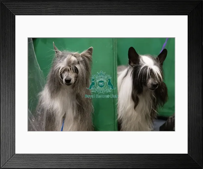 Framed Print : D-C-D-0-1-9-0 Crufts 2024 NEC Birmingham Toy Framed Print : D-C-D-0-1-9-0 Crufts 2024 NEC Birmingham Toy