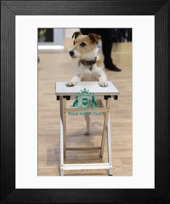 Framed Print : D-C-D-0-1-9-0 Crufts 2024 NEC Birmingham Day 1 Framed Print : D-C-D-0-1-9-0 Crufts 2024 NEC Birmingham Day 1