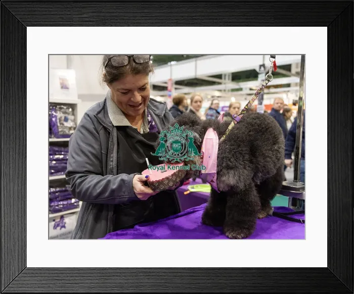 Framed Print : D-C-D-0-1-9-0 Crufts 2024 NEC Birmingham Day 1