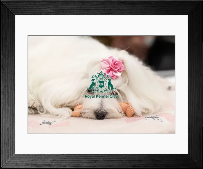 Framed Print : D-C-D-0-1-9-0 Crufts 2024 NEC Birmingham Toy