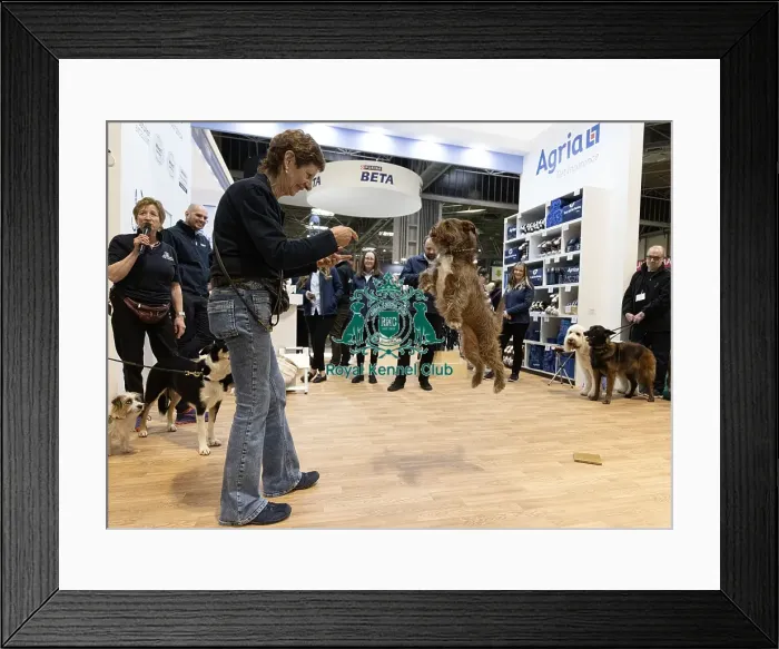 Framed Print : D-C-D-0-1-9-0 Crufts 2024 NEC Birmingham Day 1