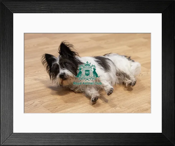 Framed Print : D-C-D-0-1-9-0 Crufts 2024 NEC Birmingham Day 1 Framed Print : D-C-D-0-1-9-0 Crufts 2024 NEC Birmingham Day 1