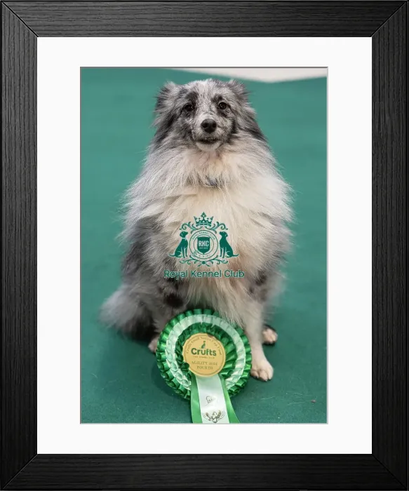 Framed Print : D-C-D-0-1-9-0 Crufts 2024 NEC Birmingham Day 1 Framed Print : D-C-D-0-1-9-0 Crufts 2024 NEC Birmingham Day 1