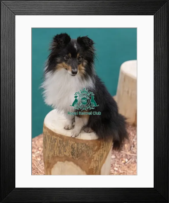 Framed Print : D-C-D-0-1-9-0 Crufts 2024 NEC Birmingham Day 1 Framed Print : D-C-D-0-1-9-0 Crufts 2024 NEC Birmingham Day 1