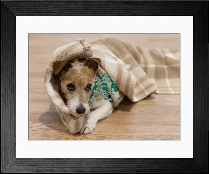 Framed Print : D-C-D-0-1-9-0 Crufts 2024 NEC Birmingham Day 1 Framed Print : D-C-D-0-1-9-0 Crufts 2024 NEC Birmingham Day 1