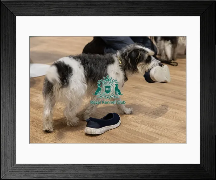 Framed Print : D-C-D-0-1-9-0 Crufts 2024 NEC Birmingham Day 1
