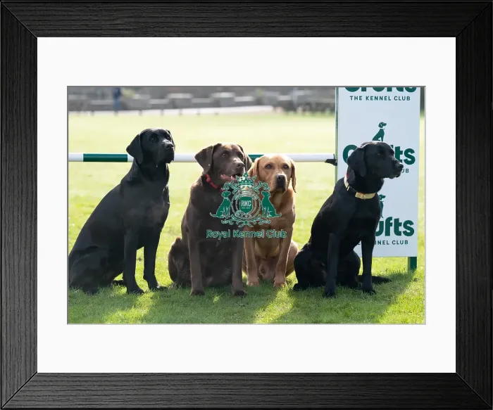 Framed Print : D-C-D-0-1-9-0 Crufts 2024 Retriever (Labrador) Framed Print : D-C-D-0-1-9-0 Crufts 2024 Retriever (Labrador)