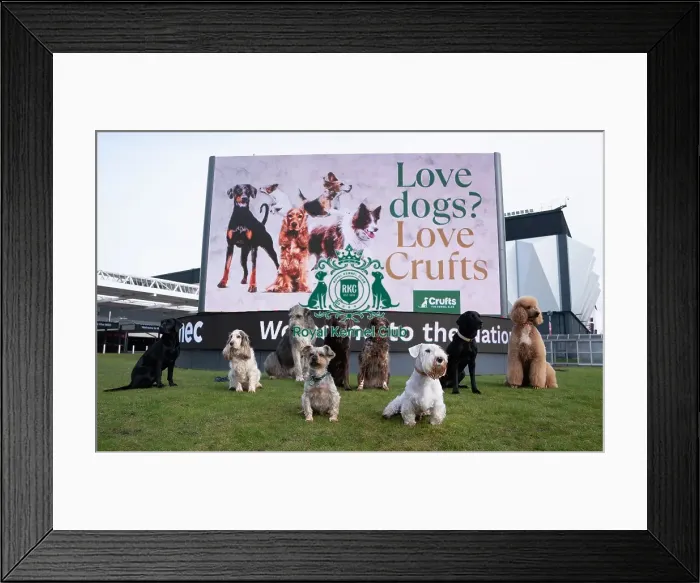 Framed Print : D-C-D-0-1-9-0 Crufts 2024 Sealyham Terrier Irish Wolfhound Framed Print : D-C-D-0-1-9-0 Crufts 2024 Sealyham Terrier Irish Wolfhound