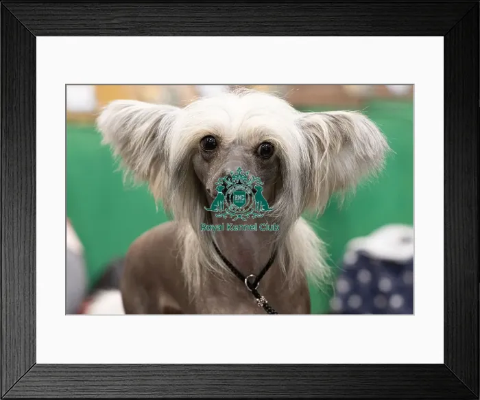 Framed Print : D-C-D-0-1-9-0 Crufts 2024 NEC Birmingham Toy Framed Print : D-C-D-0-1-9-0 Crufts 2024 NEC Birmingham Toy