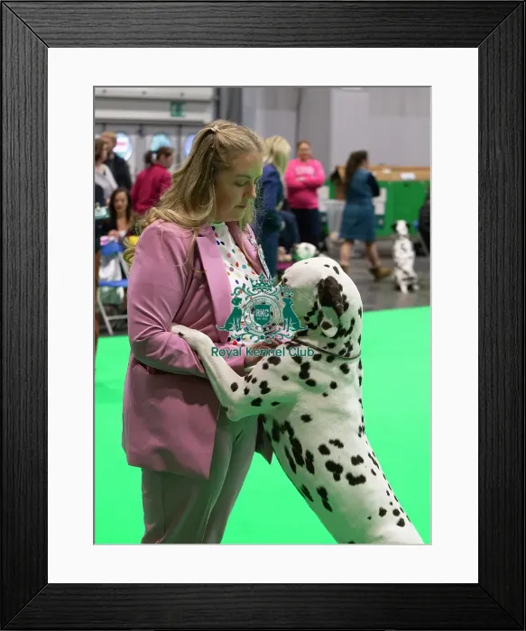 Framed Print : D-C-D-0-1-9-0 Crufts 2024 NEC Birmingham Utility Framed Print : D-C-D-0-1-9-0 Crufts 2024 NEC Birmingham Utility