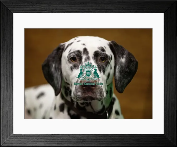 Framed Print : D-C-D-0-1-9-0 Crufts 2024 NEC Birmingham Utility Framed Print : D-C-D-0-1-9-0 Crufts 2024 NEC Birmingham Utility