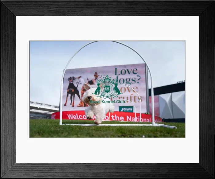 Framed Print : D-C-D-0-1-9-0 Crufts 2024 Ted Sealyham Terrier Framed Print : D-C-D-0-1-9-0 Crufts 2024 Ted Sealyham Terrier
