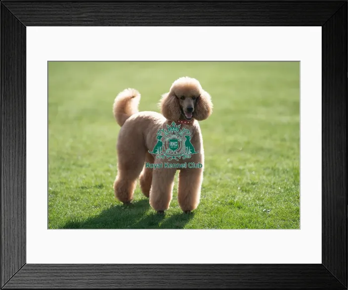 Framed Print : D-C-D-0-1-9-0 Crufts 2024 Reuben Poodle (Standard) Framed Print : D-C-D-0-1-9-0 Crufts 2024 Reuben Poodle (Standard)