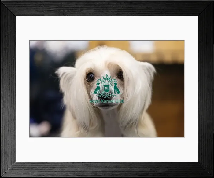 Framed Print : D-C-D-0-1-9-0 Crufts 2024 NEC Birmingham Toy Framed Print : D-C-D-0-1-9-0 Crufts 2024 NEC Birmingham Toy