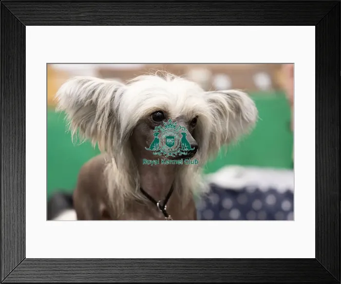 Framed Print : D-C-D-0-1-9-0 Crufts 2024 NEC Birmingham Toy Framed Print : D-C-D-0-1-9-0 Crufts 2024 NEC Birmingham Toy