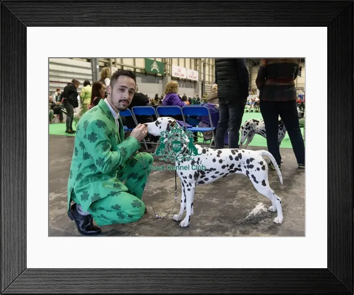 Framed Print : D-C-D-0-1-9-0 Crufts 2024 NEC Birmingham Day 1 Framed Print : D-C-D-0-1-9-0 Crufts 2024 NEC Birmingham Day 1