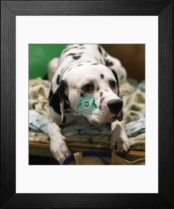 Framed Print : D-C-D-0-1-9-0 Crufts 2024 NEC Birmingham Utility Framed Print : D-C-D-0-1-9-0 Crufts 2024 NEC Birmingham Utility