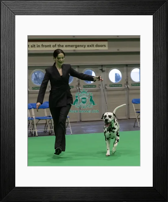 Framed Print : D-C-D-0-1-9-0 Crufts 2024 NEC Birmingham Utility Framed Print : D-C-D-0-1-9-0 Crufts 2024 NEC Birmingham Utility
