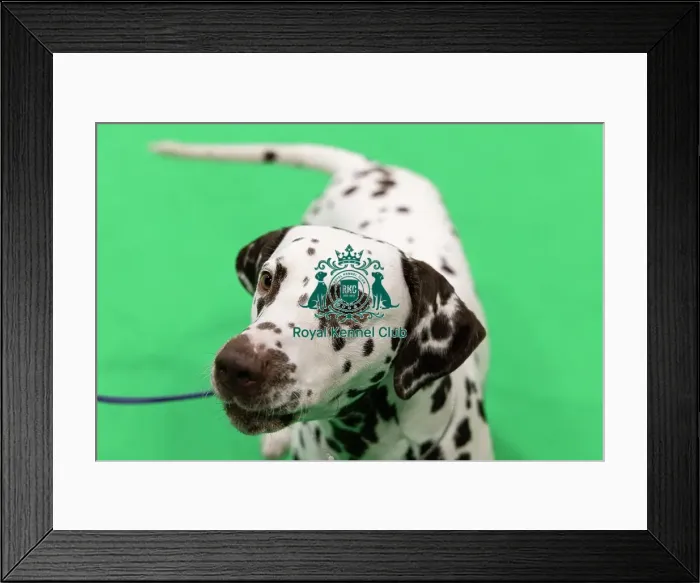 Framed Print : D-C-D-0-1-9-0 Crufts 2024 NEC Birmingham Utility Framed Print : D-C-D-0-1-9-0 Crufts 2024 NEC Birmingham Utility