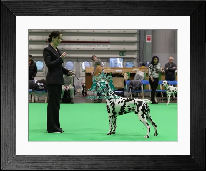 Framed Print : D-C-D-0-1-9-0 Crufts 2024 NEC Birmingham Utility
