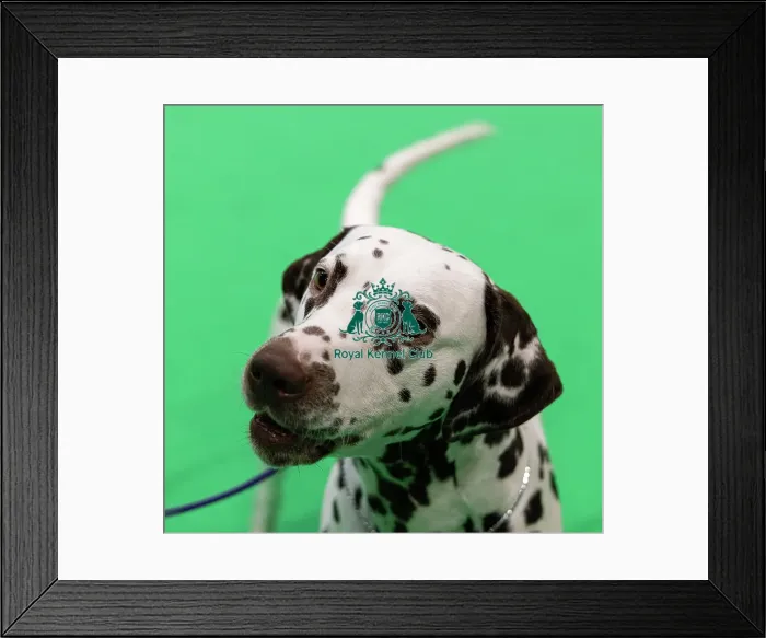 Framed Print : D-C-D-0-1-9-0 Crufts 2024 NEC Birmingham Utility Framed Print : D-C-D-0-1-9-0 Crufts 2024 NEC Birmingham Utility
